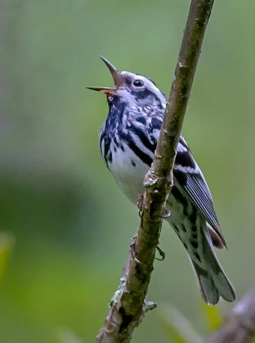 Black-and-white Warbler, photographed by Don Mullaney