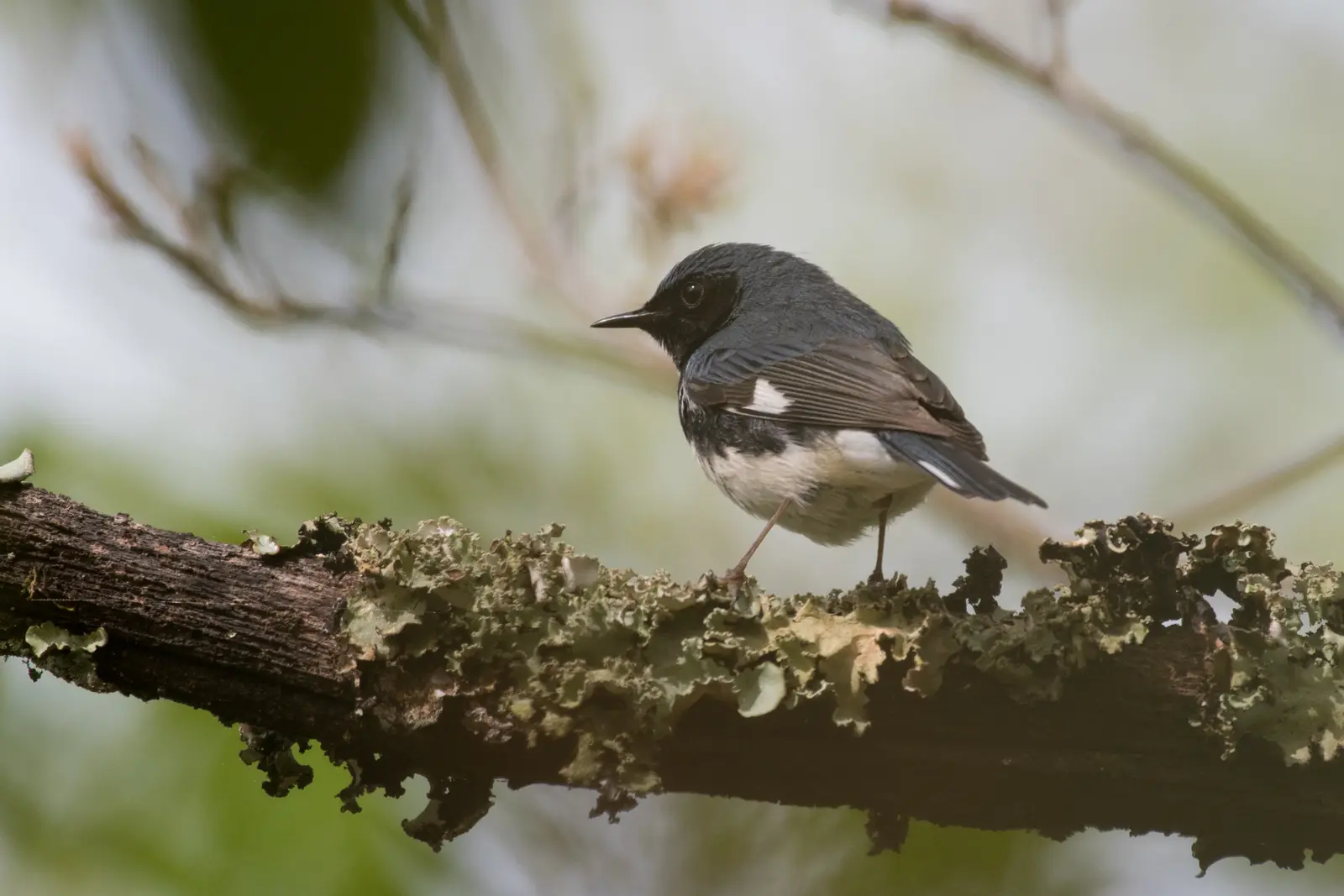 Black-throated Blue Warbler, photographed by Michael Erb