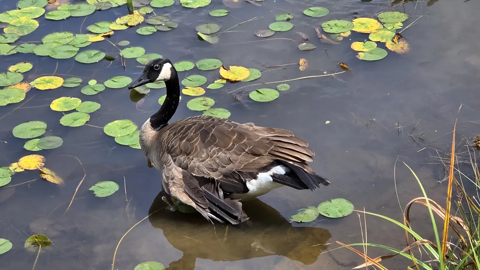 Canada Goose, photographed by Richard Laurent