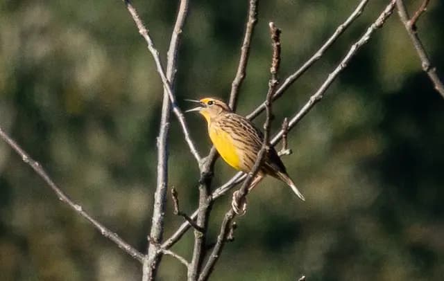 Eastern Meadowlark, photographed by Dana Hershey