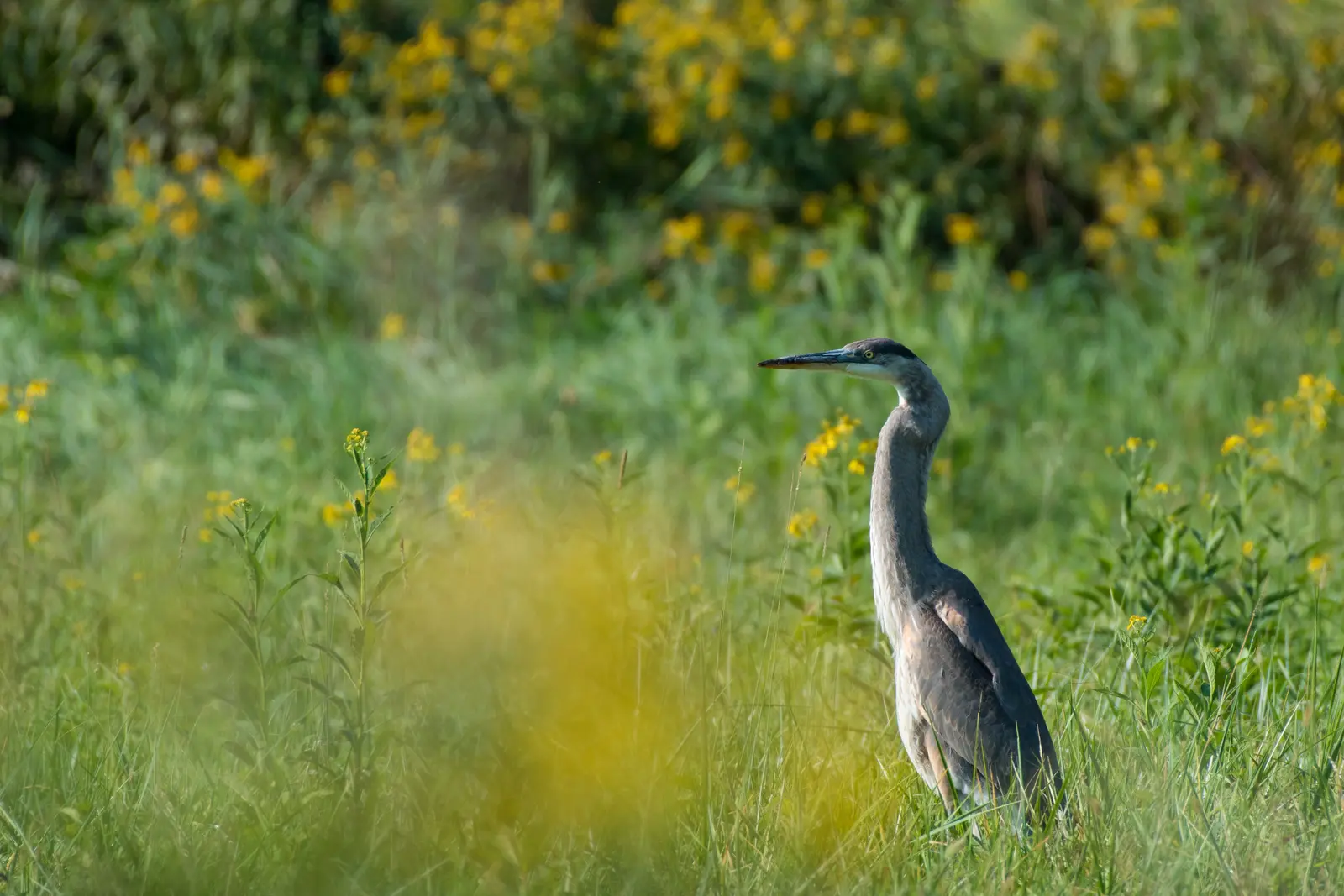 Great Blue Heron, photographed by Michael Erb