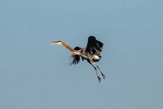 Great Blue Heron, photographed by Dana Hershey