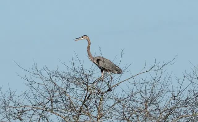 Great Blue Heron, photographed by Dana Hershey