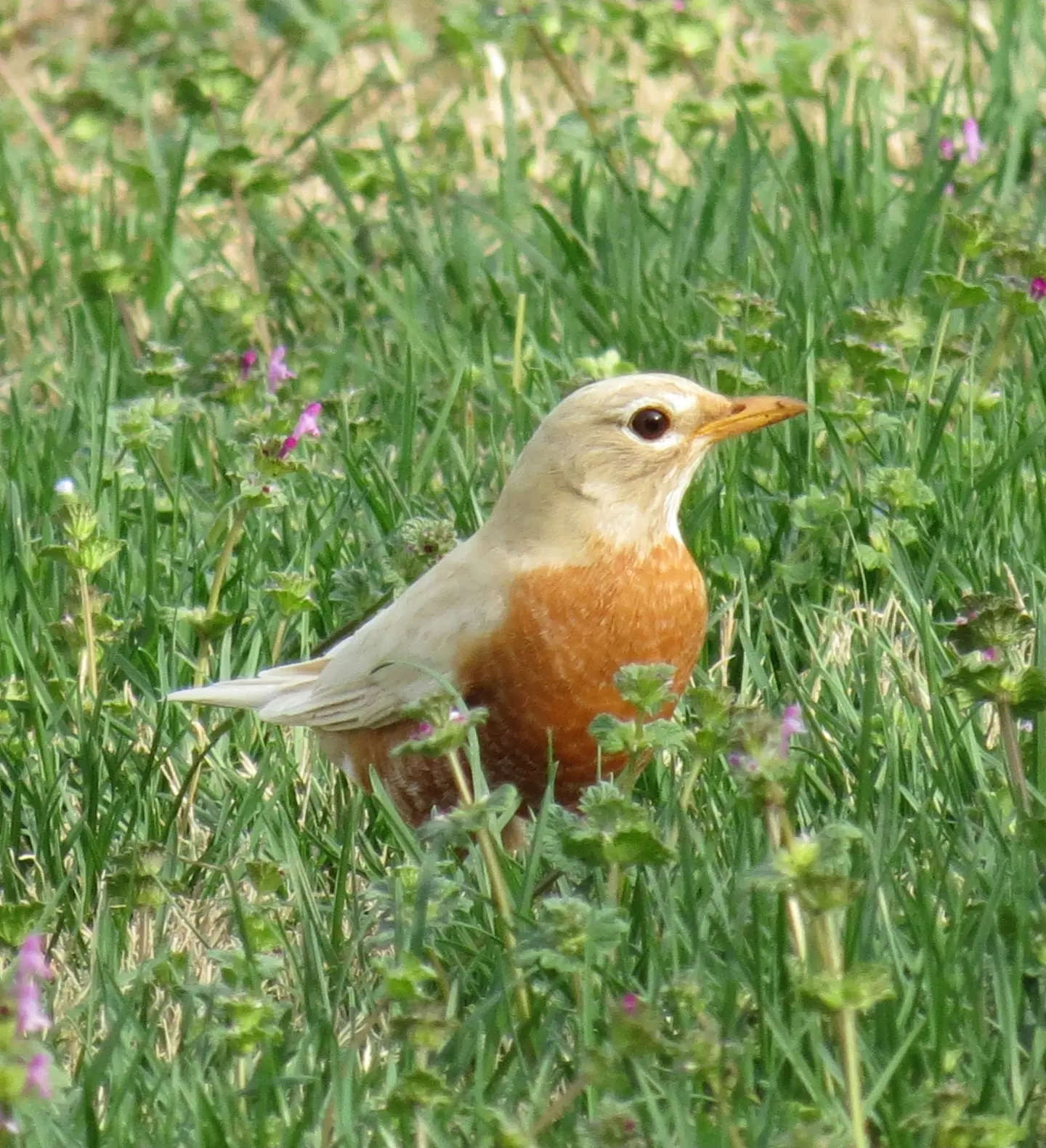 American Robin (leucistic), photographed by Ansley Bryant