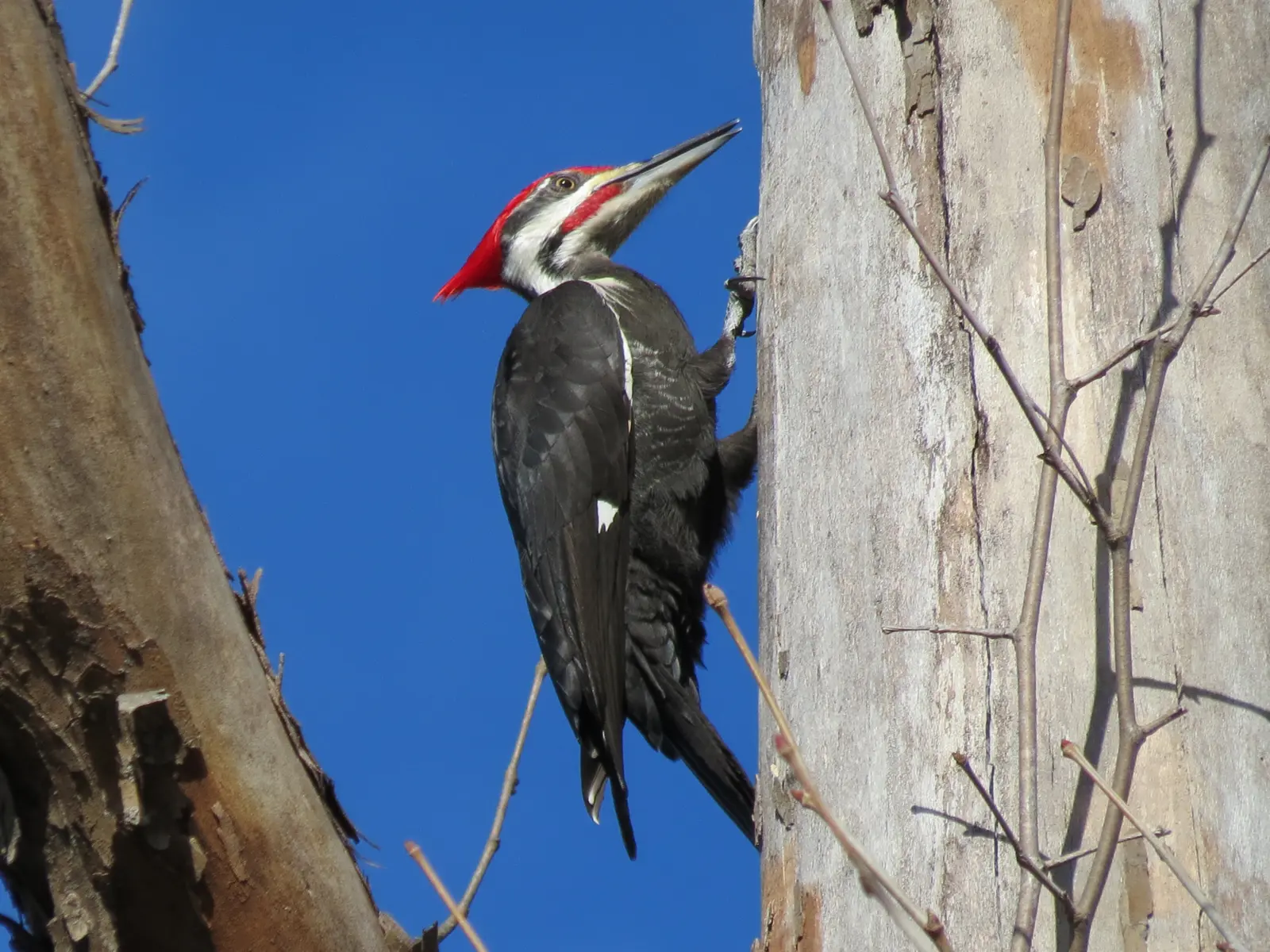 Pileated Woodpecker, photographed by Ansley Bryant