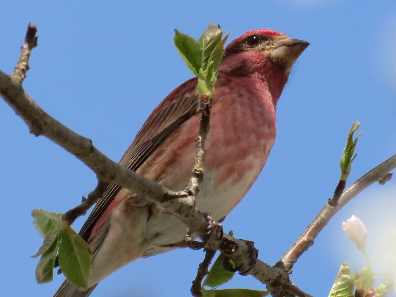 Purple Finch (male), photographed by Ansley Bryant