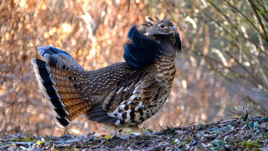 Ruffed Grouse, photographed by Doris Ratchford
