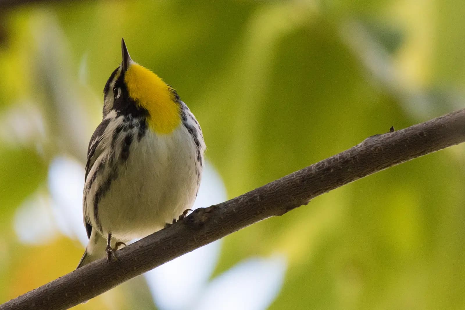 Yellow-throated Warbler, photographed by Michael Erb