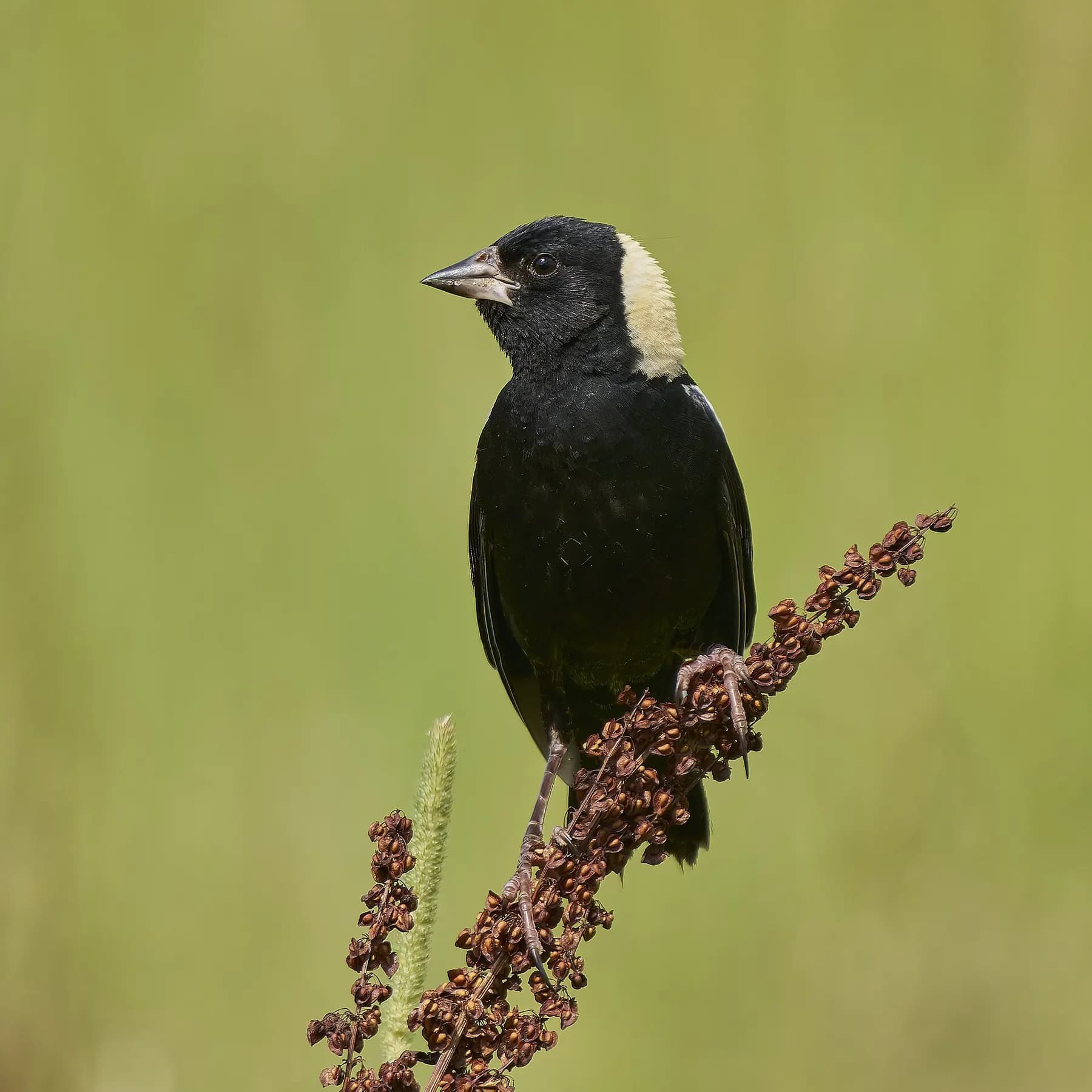 A male Bobolink — the first bird our tower detected
