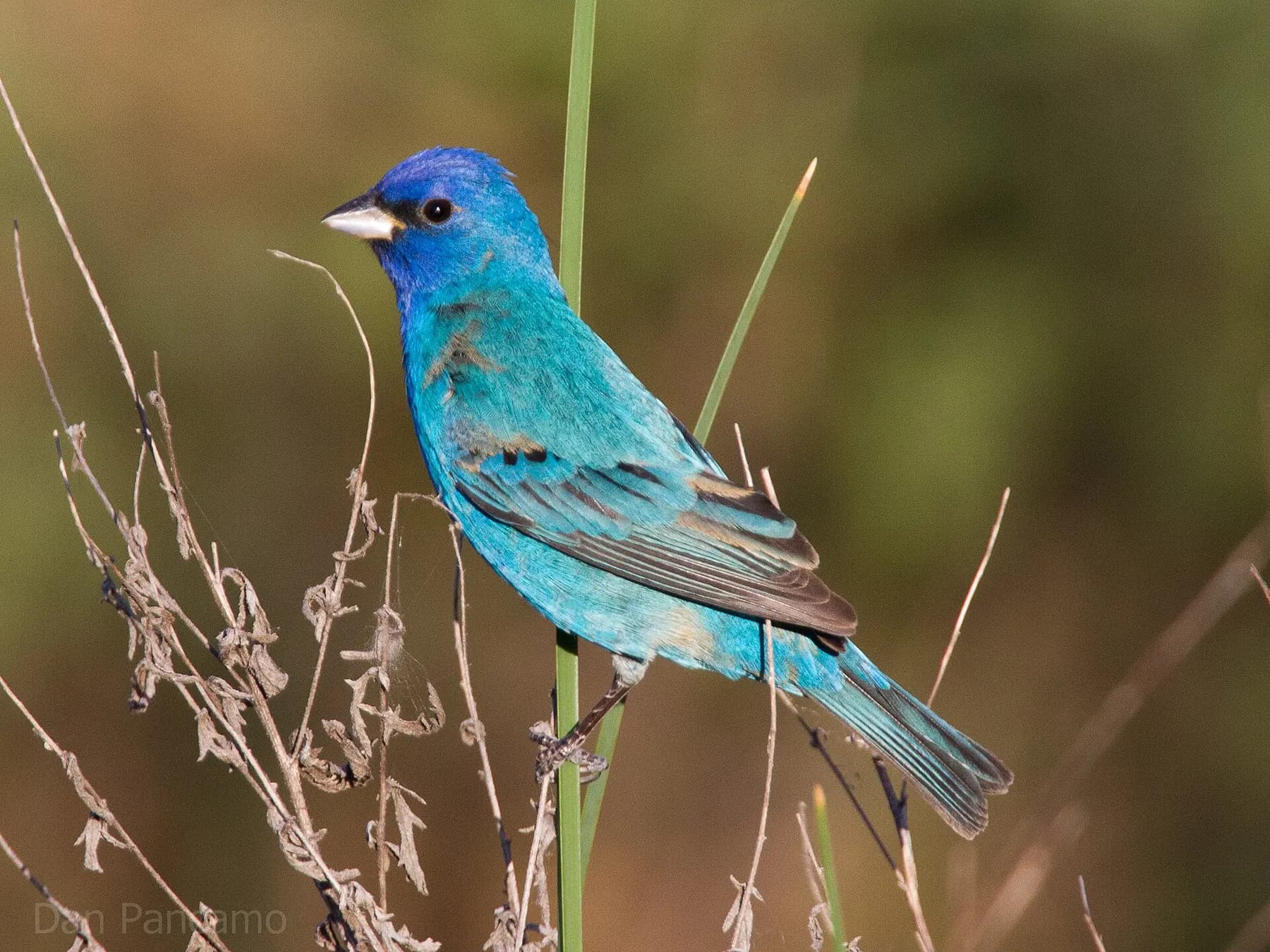 Indigo Bunting