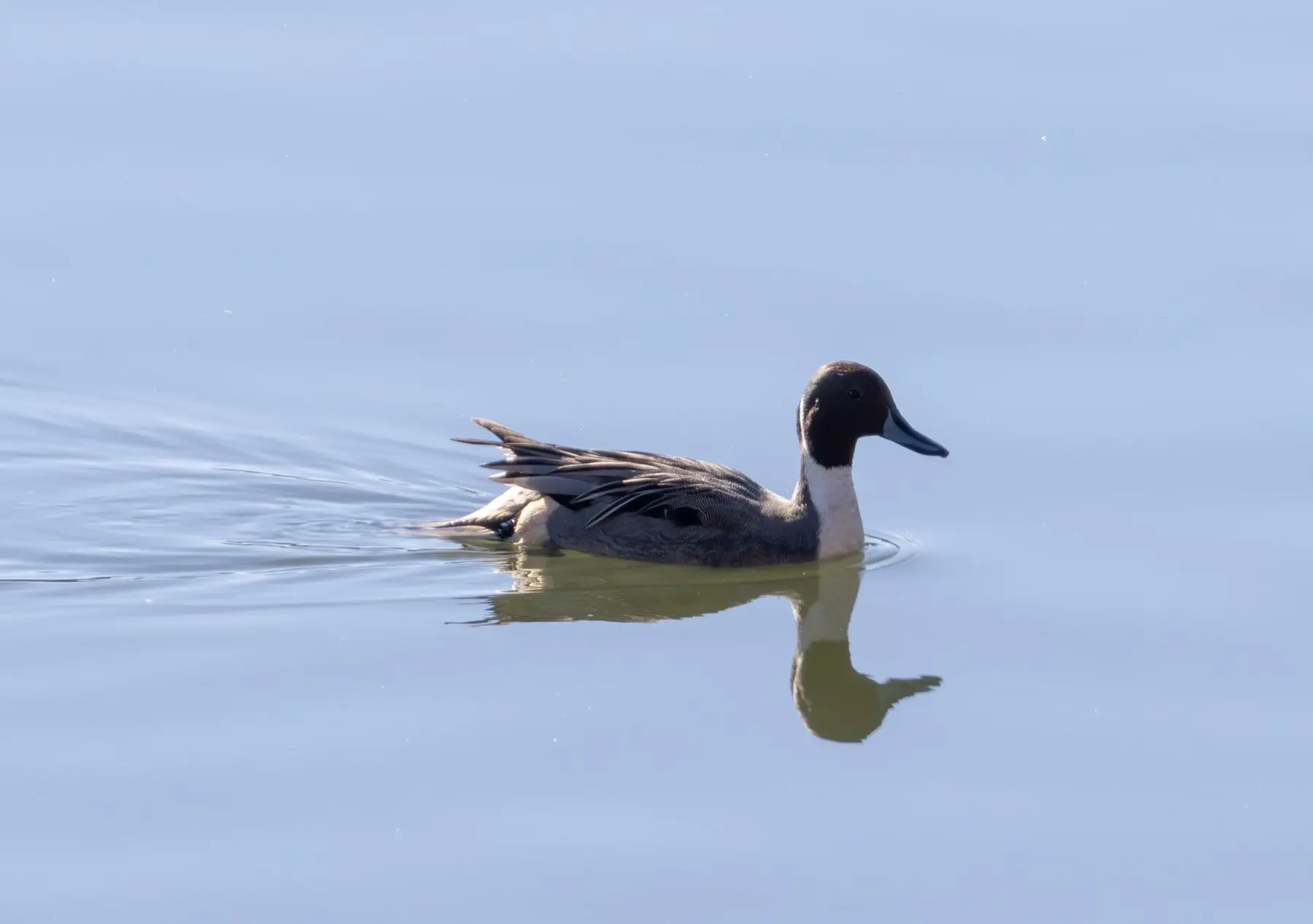 Northern Pintail