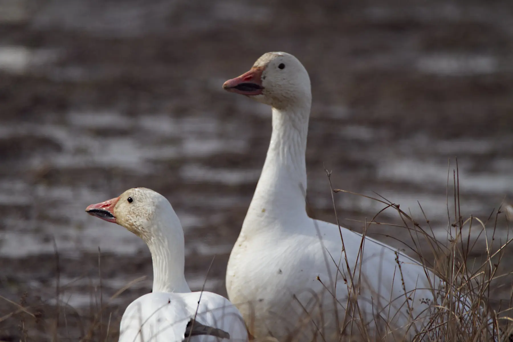 Snow Geese