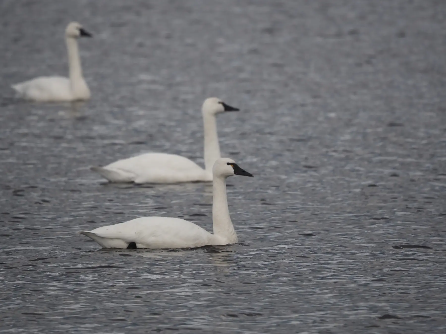 Tundra Swans